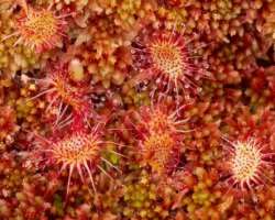 Sphagnum which is found there is one of the very prevalent plant. Carnivorous plants like butterwort, and greater sundew, etc are also found there Sphagnum which is found there is one of the very prevalent plant. Carnivorous plants like butterwort, and greater sundew, etc are also found there.